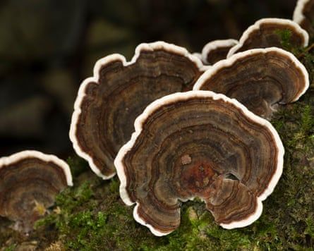 MUSHROOMS OF MEDICINE: ARE THE CLAIMS BEHIND MUSHROOM EXTRACTS BACKED BY SCIENCE?